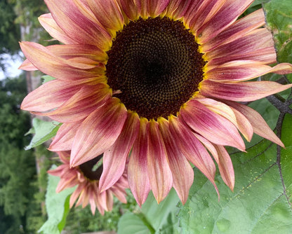 Ruby Passion Sunflower Seeds – Vibrant Red Blooms for Garden Planting