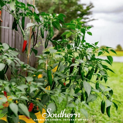 Serrano Pepper – 25 Seeds