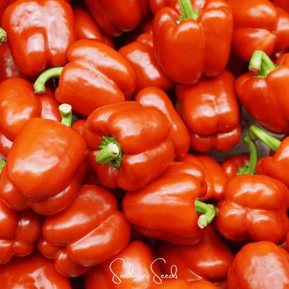 Yolo Wonder Bell Pepper – 30 Seeds
