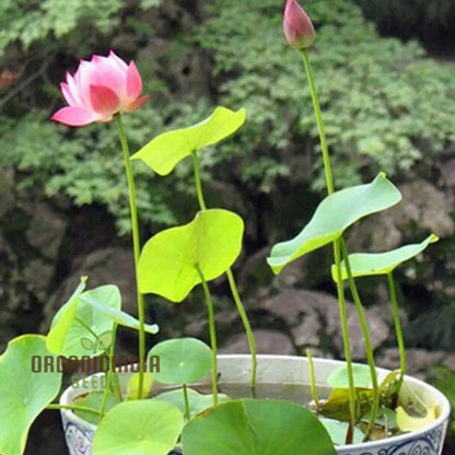 Pink Lotus Seeds – Nelumbo Nucifera Water Plant