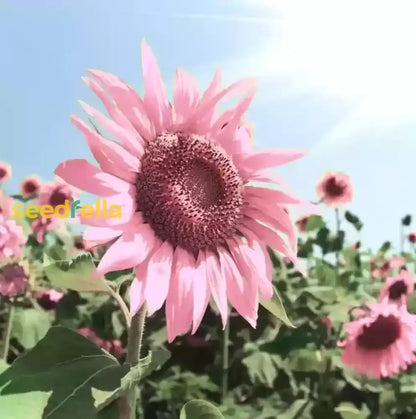 Pink Sunflower Seeds - Brighten Your Garden with Stunning Blooms for Easy Planting