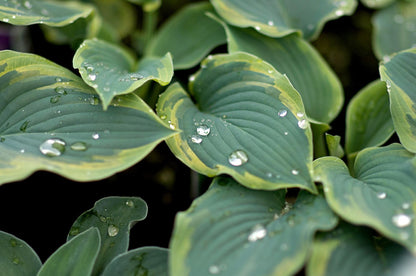 Hosta Lily flower Seeds for Planting Elevate Your Gardening Experience with Stunning, Long lasting Blooms