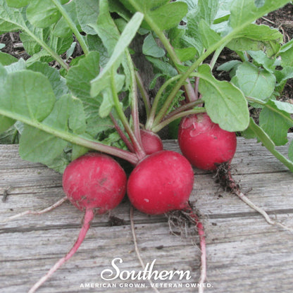 Cherry Belle Radish – 250 Seeds