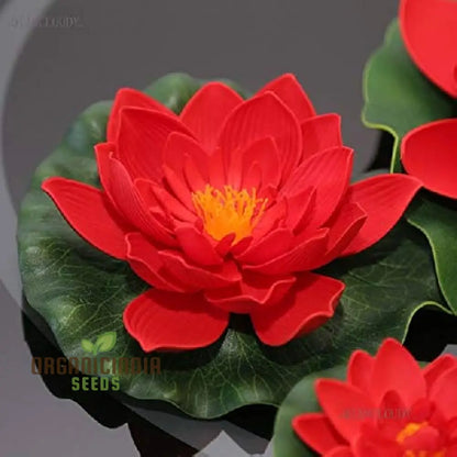 Red Rose Lotus Flower Seeds for planting Stunning Garden Blooms