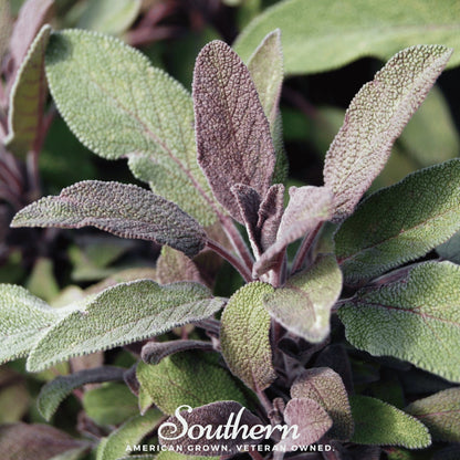 Extrakta Sage – 30 Seeds