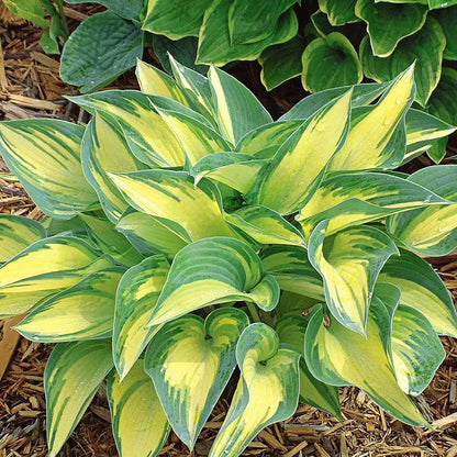 Hosta Seeds (Mixed Color Hosta Seeds) - Easy-Care Perennial for Pots and Gardens
