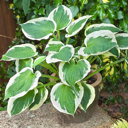 Patriot Hosta Seeds – Perennial Shade-Loving Foliage Plant for Borders & Landscaping