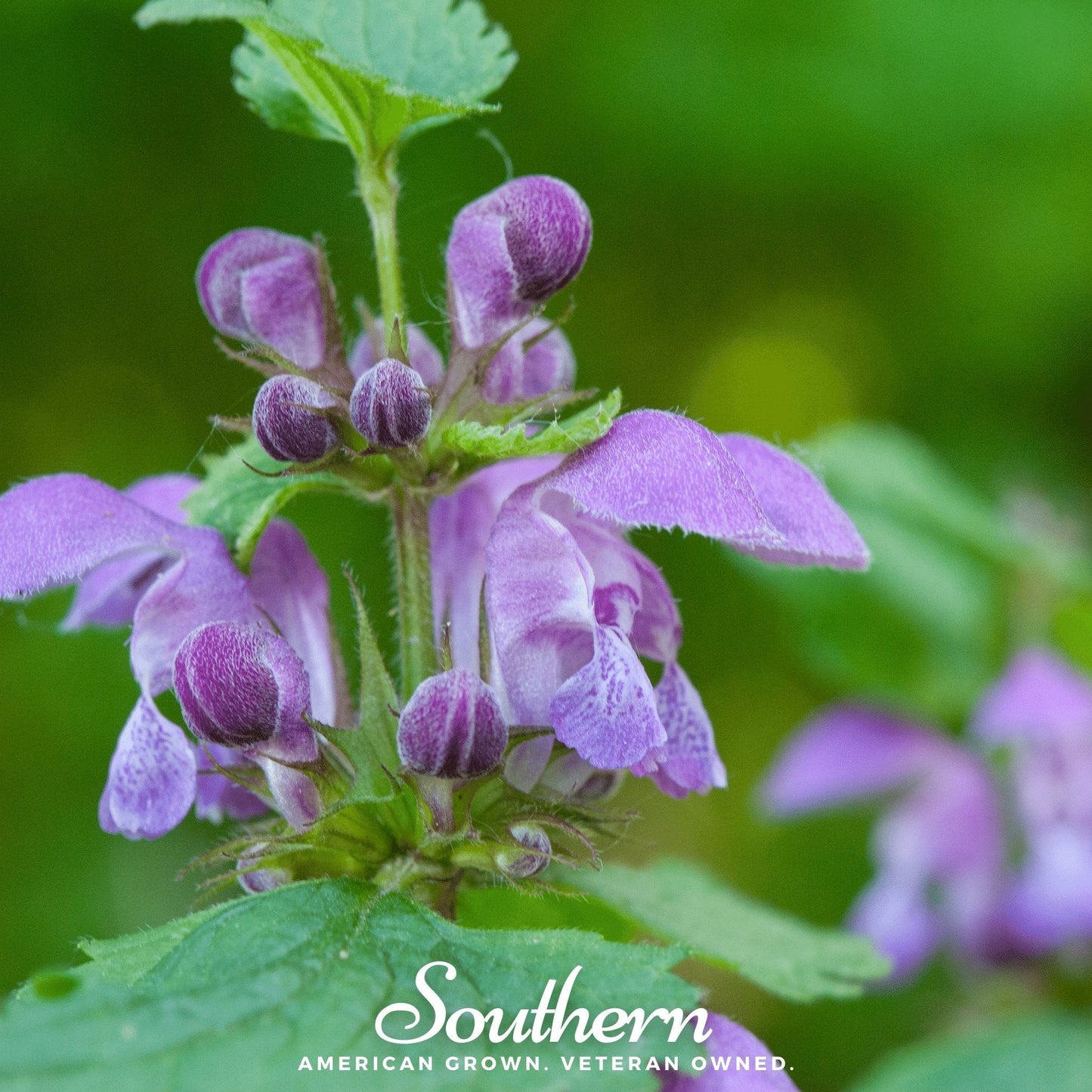 Official Mad Dog Skullcap – 50 Seeds