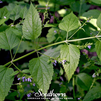 Official Mad Dog Skullcap – 50 Seeds