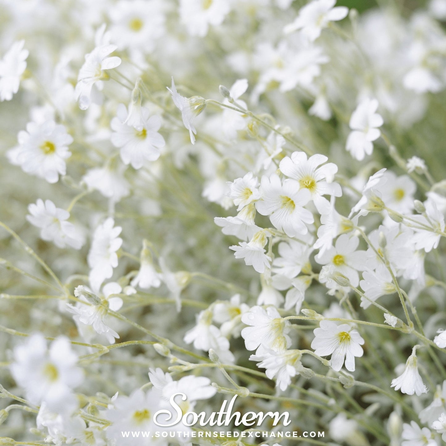 Snow in Summer Chickweed – 100 Seeds