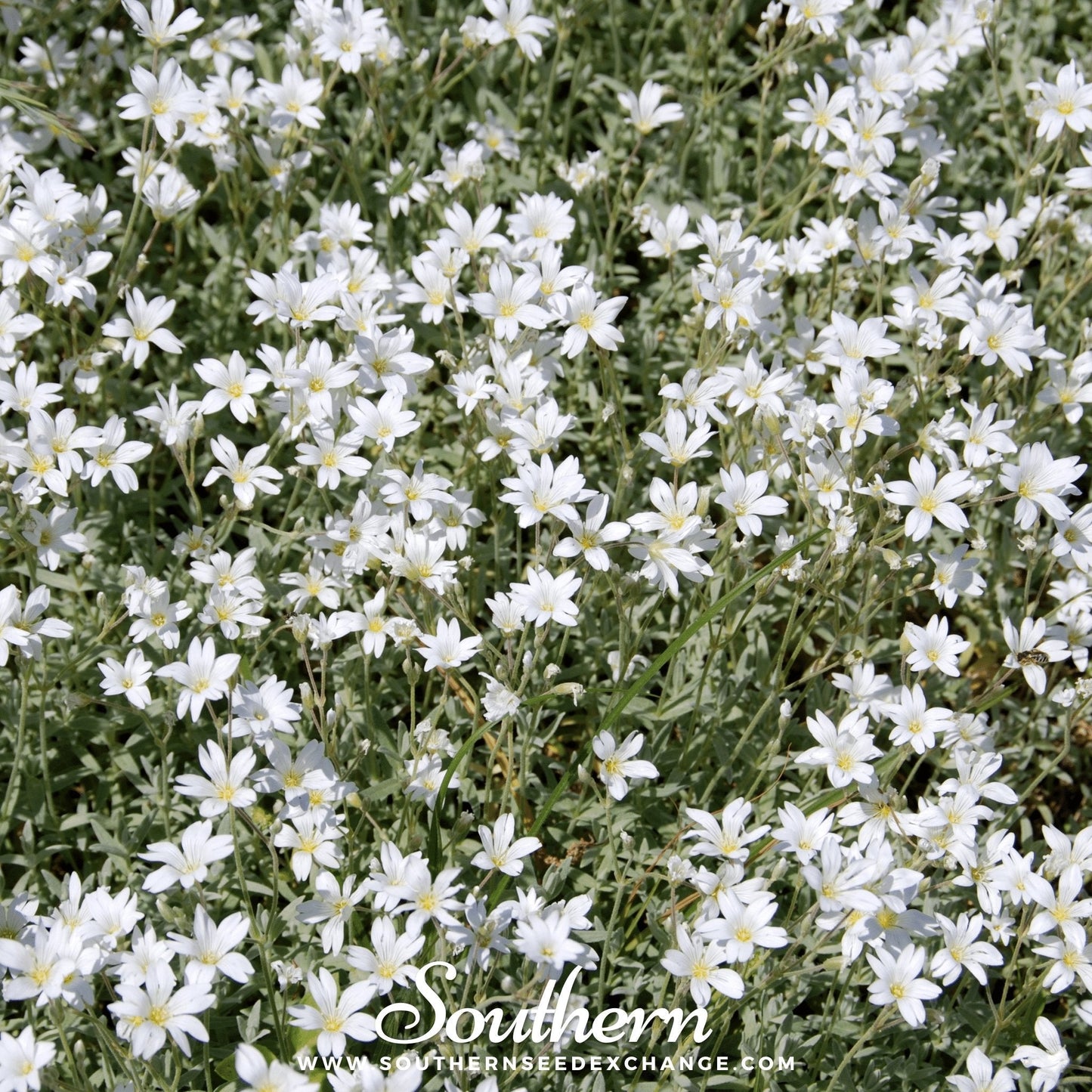 Snow in Summer Chickweed – 100 Seeds