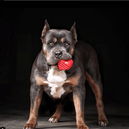 Heart on a String Dog Toy - Durable Rubber Tug Toy for Large Dogs | USA Made