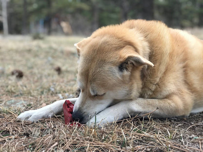 Cherry Pie Nylon Dog Chew Toy for Aggressive Chewers | USA Made | SodaPup