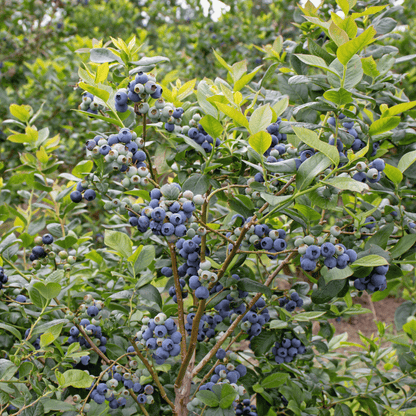 Southern Highbush Blueberry – 50 Seeds