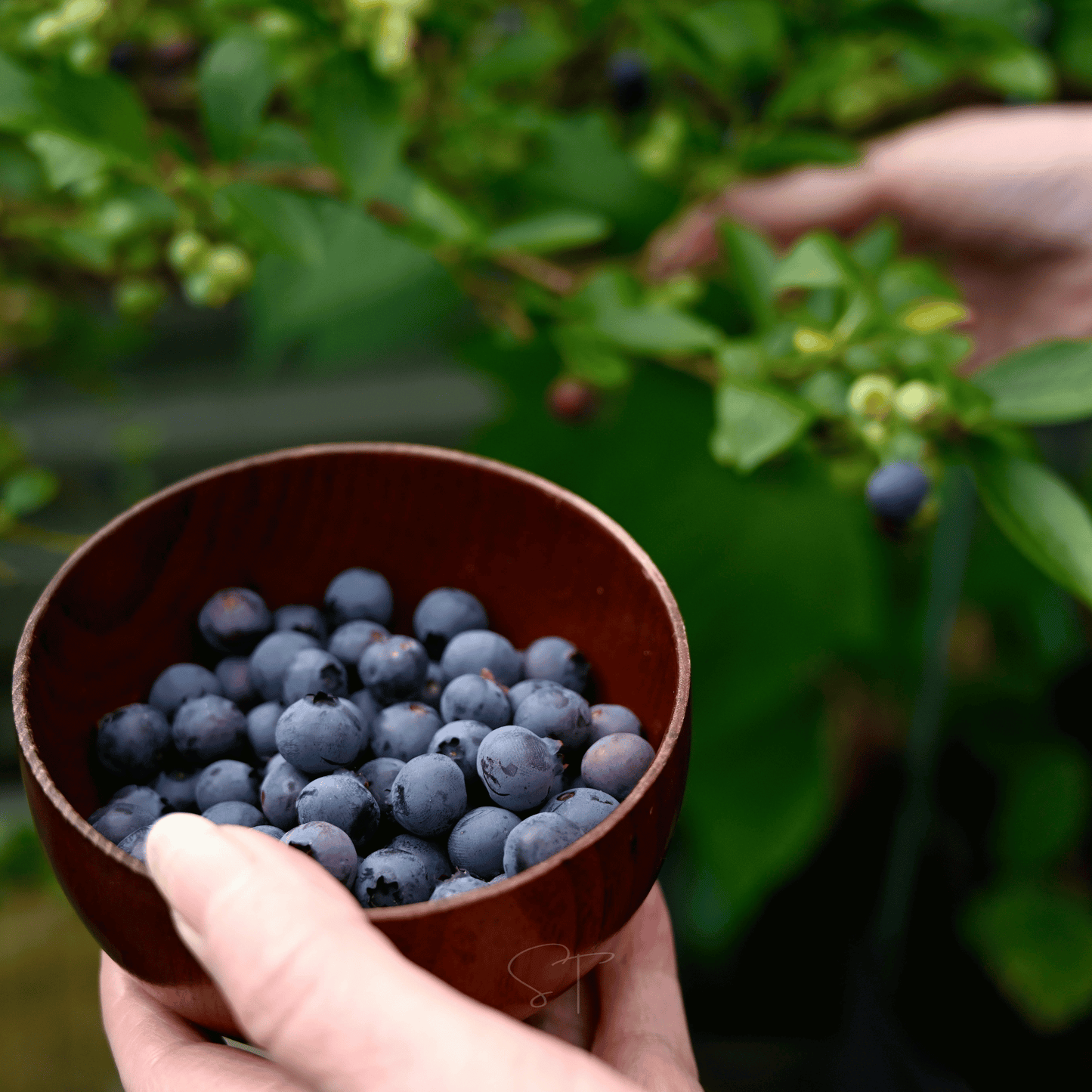 Southern Highbush Blueberry – 50 Seeds