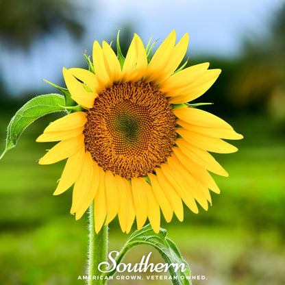 Sunspot Dwarf Sunflower – 25 Seeds