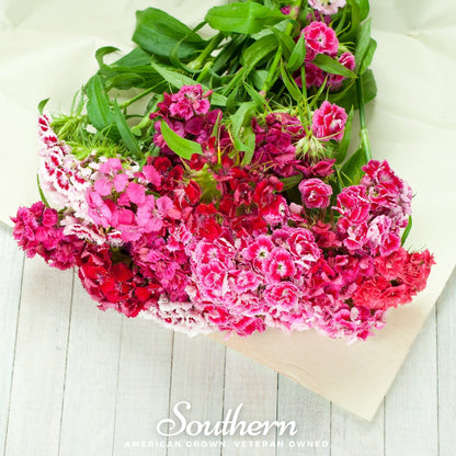 Sweet William (Dianthus) – 250 Seeds
