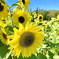 Lemon Yellow Sunflower Seeds – Soft Pastel Blooms for Gardens & Bouquets