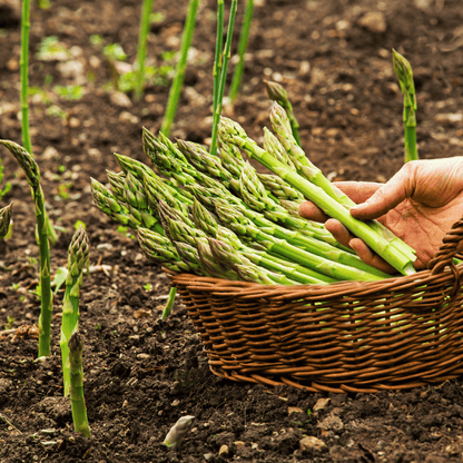UC157 F2 Asparagus – 50 Seeds