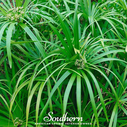 Umbrella Plant – 50 Seeds