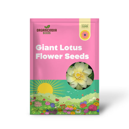 Lotus Seeds (Giant Sunburst Lotus Seeds) - Stunning Garden Blooms