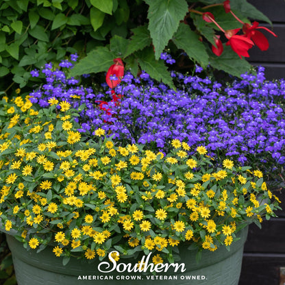 Creeping Zinnia – 100 Seeds